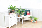 Spider Plant (4'' Grower Pot) - Air Purifying and Live Healthy Houseplant - Easy to Grow, Easy to Care Indoor Houseplant - Fully Rooted in 2/4/4.5/5/6 inch Sizes