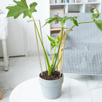 12-Inch Monstera Support - 10 Pack Medium Plant Support for Indoor and Outdoor Plants, Durable Stem Holder Trellis for Monstera and Spring Plant Stakes, Ideal for Home, Balcony, and Terrace