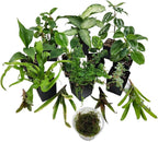 Josh's Frogs Dart Frog Vivarium Bioactive Plant Kits (29 Gallon)