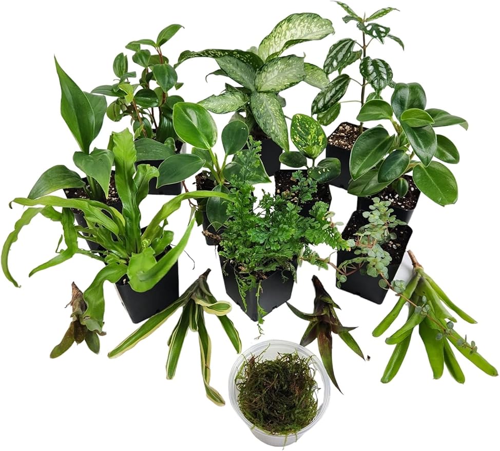 Josh's Frogs Dart Frog Vivarium Bioactive Plant Kits (29 Gallon)