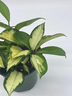 BubbleBlooms Variegated Hoya Exotica, Krimson Princess, Tricolor Crimson, Very Rare Limited Live Plant, in 4 inch Pot