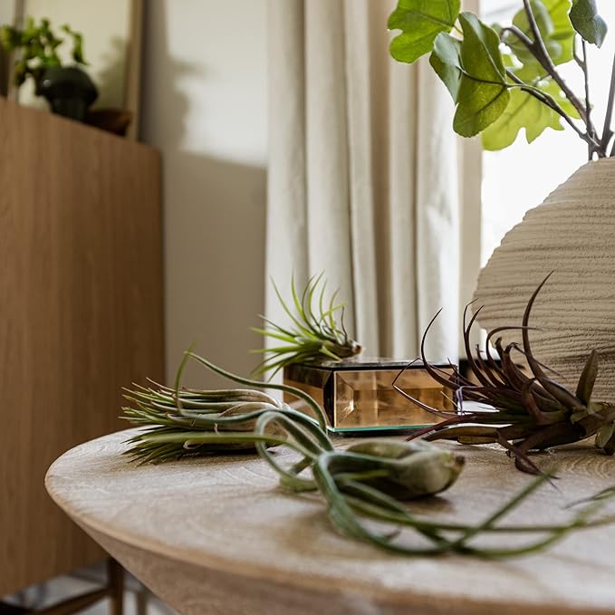 ragnaroc Air Plants Bulk - Tillandsia Variety Wholesale Pack, Regular 1-3" - 25ct - Live Arrival Guaranteed - House Plants for Home Decor & Gift