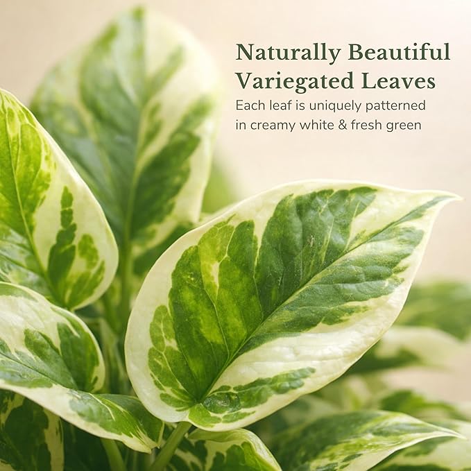 Live Plant Pothos N'Joy 4” – Easy-Care Variegated Houseplant for Low Light – Air-Purifying Indoor Plant (Heat Pack Included)