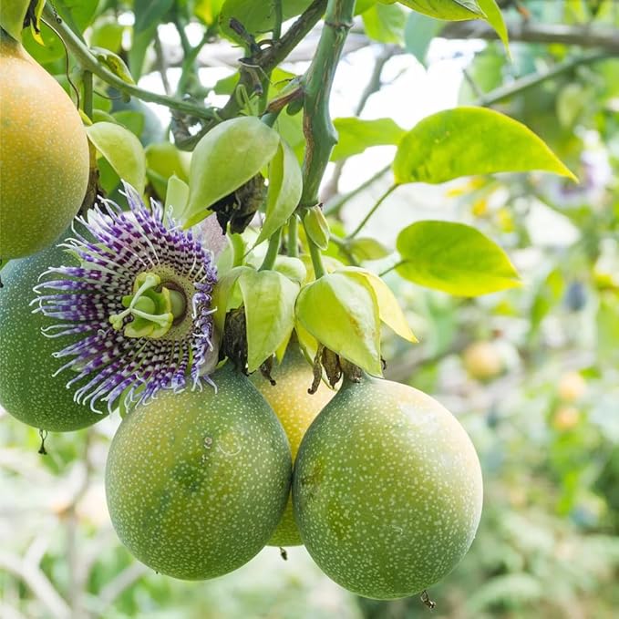 13+ Rare Yellow Passion Fruit Seeds for Tropical Gardens,Exotic Organic Fruit Seeds Non-GMO Heirloom Passion Seed for Home Outdoor