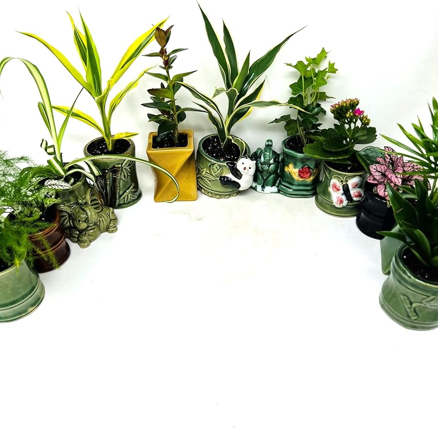 Easy to Care Plant Collection 8 Pack 2 Ceramic Pot Live Houseplants