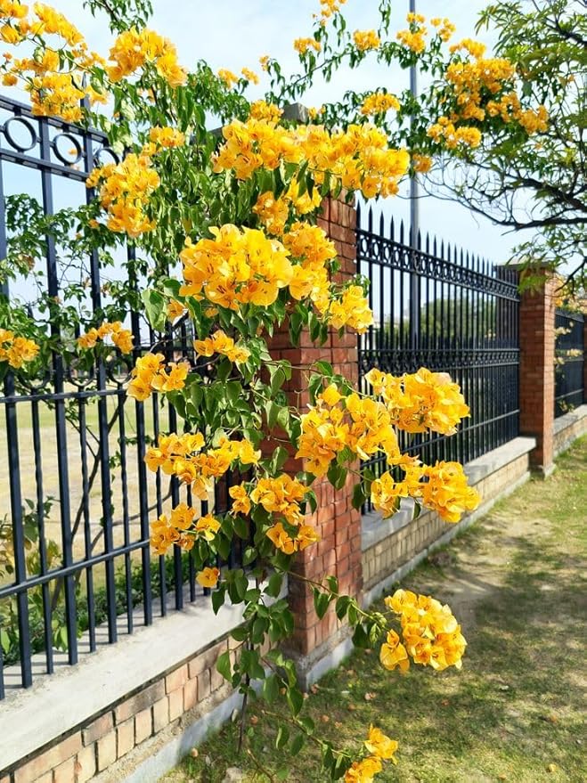 2 Bougainvillea Live Plants, Tropical Bougainvillea Flowering Vine, Fast Growing Outdoor and Container Plant, 4-8'' Tall (Yellow Blooms)