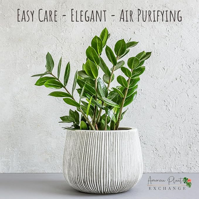 American Plant Exchange Live ZZ Plant, 6-Inch Pot, Easy to Care, Tropical Tabletopplant, Plant for Clean Air