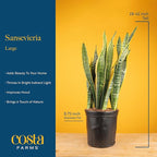 Costa Farms Snake Plant, Mother-in-Law's Tongue Live Plant in Decorative Pot, Large Easy to Maintain Indoor Succulent Houseplant, Assorted Variety, Home, Room, or Office Décor, 2-3 Feet Tall