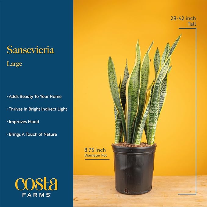 Costa Farms Snake Plant, Extra Large Live Plant in Plastic Pot, Easy to Maintain, Air Purifying Succulent Indoor Houseplant, Assorted Variety, Home, Room, or Boho Decor, 3-4 Feet Tall