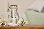 Ionantha Tillandsia Air Plants Live Indoor Plants (10PK), Air Plant Terrarium Plants Live Houseplants, Live Plants Indoor Plant Kit, Easy Care Plants for Air Plant Holder or Garden by Plants for Pets