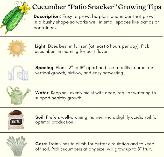 Clovers Garden Cucumber Patio Snacker Plants - Two (2) Live Plants – Non-GMO - Not Seeds - Each 4" to 8" Tall – in 4" Inch Pots - Burpless, High Yield, Compact