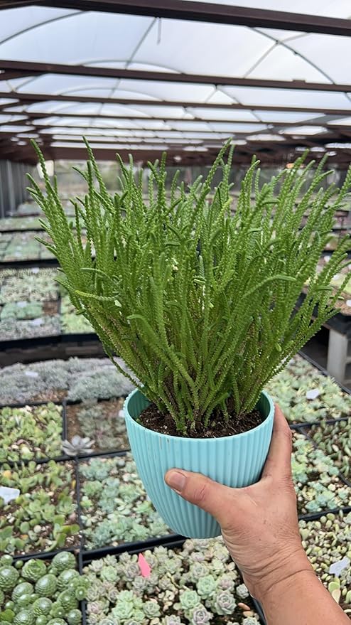Sprout N Green Watch Chain, Live Crassula muscosa Succulent Plant Fully Rooted in 4" Pot, Home Office Indoor Outdoor Wedding Decoration DIY Projects Party Favor, Easy to Care, Keep Away from Pets