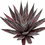 Mangave 'Blazing Saddles' (1.5" Plug) - Live Succulent Plant, Agave Like Rosette, Low Maintenance Indoor Outdoor Plant for Home Garden Decor, Beginner-Friendly Live Plants