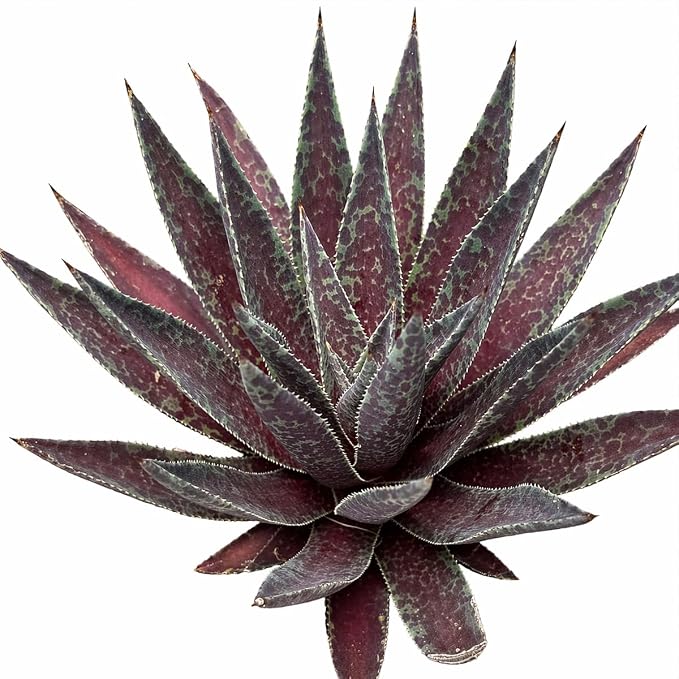 Mangave 'Blazing Saddles' (1.5" Plug) - Live Succulent Plant, Agave Like Rosette, Low Maintenance Indoor Outdoor Plant for Home Garden Decor, Beginner-Friendly Live Plants