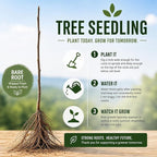 Purple Wisteria Tree Seedling for Planting - 1 Year Old Well Rooted Seedling - Starter for Bonsai Training or Outdoor Planting – Deciduous Flowering Vine Tree
