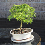 Brazillian Rain Tree with White 10" Ceramic Tray