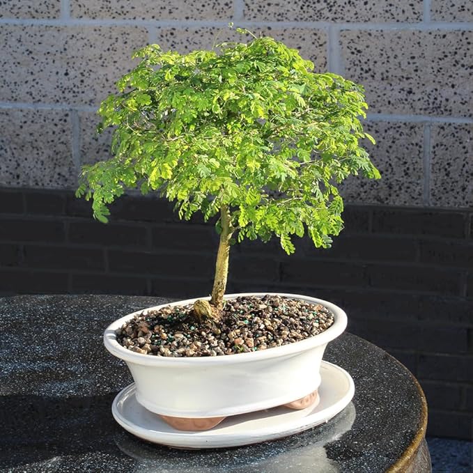 Brazillian Rain Tree with White 10" Ceramic Tray