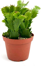 Christmas Cactus Plant Live - Perfect Holiday Decor, Thanksgiving Table Decorations, Christmas Room Decor - Rooted Indoor Live Plant (8" Height) (Heat Pack Included)