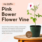 My Shelfie - Pink Bower Flower Vine, Pink Plant Vine for Trellises, Railings, Balconies, and More, 5-6 Inches Tall Live Plants in 2-Inch Pot, Outdoor Plant for USDA Zones 9-11 (5)