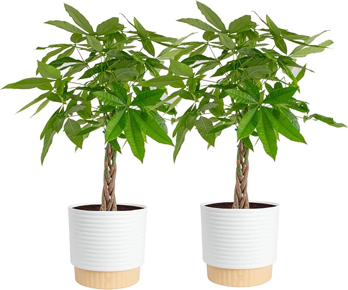 Costa Farms Money Tree Live Plants in Decorative Pot, Large Air Purifying Indoor Houseplant, Perfect for Home, Room, or Office Decor, Great House Warming or Birthday Gift, 3-4 Feet Tall, Pack of 2