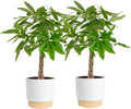 Costa Farms Money Tree Live Plants in Decorative Pot, Large Air Purifying Indoor Houseplant, Perfect for Home, Room, or Office Decor, Great House Warming or Birthday Gift, 3-4 Feet Tall, Pack of 2