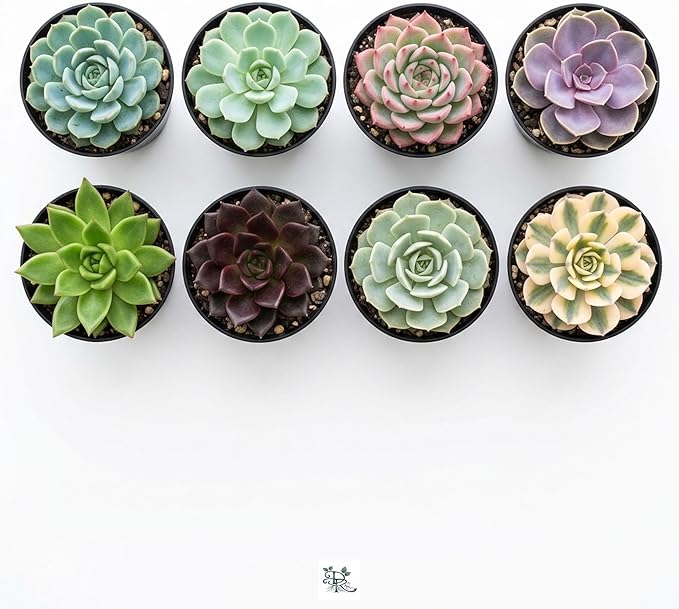 Succulent Plant Pack, Low-Maintenance, Air-Purifying, 2-8 Pack Options | Divine Roots (4, Nursery)