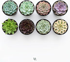 Succulent Plant Pack, Low-Maintenance, Air-Purifying, 2-8 Pack Options | Divine Roots (6, Nursery)