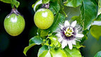GARDENERA Premium Passion Fruit Potting Soil Mix - Perfect Balance of Nutrients, Drainage, and Aeration for Thriving Passion Fruit Vines - 20 Quart