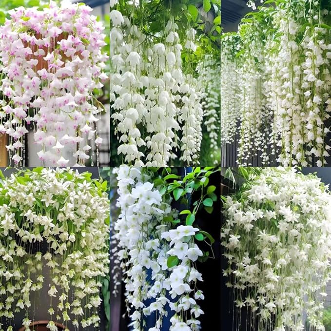 100+ Climbing Jasmine Flower Seeds for Planting-Non-GMO Jasmine Gardenia Plant Fragrant Flower Garden Home