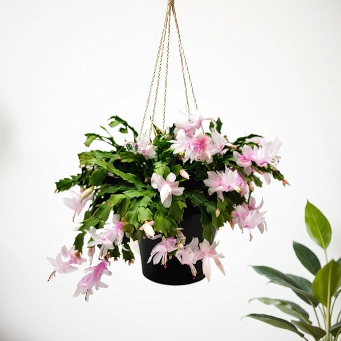 Thanksgiving Cactus, Pink White Seasonal Blooms, Live Indoor Plant, Flowering Houseplant, Christmas Cactus, 8-Inch Hanging Basket, Holiday Decor, Pet Safe, Free Heat Pack