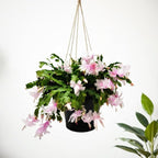 Thanksgiving Cactus, Pink White Seasonal Blooms, Live Indoor Plant, Flowering Houseplant, Christmas Cactus, 8-Inch Hanging Basket, Holiday Decor, Pet Safe, Free Heat Pack