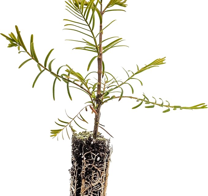 Dawn Redwood | Small Tree Seedling | The Jonsteen Company