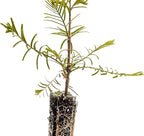 Dawn Redwood | Small Tree Seedling | The Jonsteen Company