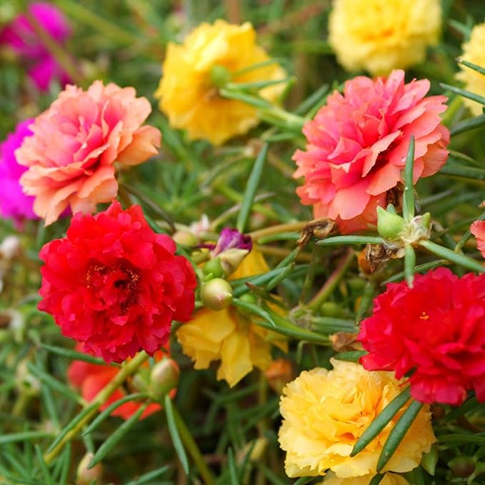 Moss Rose Seeds, 10,000+ Bulk Flower Seeds for Planting Outdoors(99% Pure Live, Non-GMO), Mixed Colors and Large Blooms, Attracts Pollinators, Easy to Grow