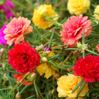 Moss Rose Seeds, 40,000+ Bulk Flower Seeds for Planting Outdoors(99% Pure Live, Non-GMO), Mixed Colors and Large Blooms, Attracts Pollinators, Easy to Grow