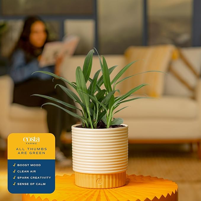 Costa Farms Live Pothos Plant, Assorted Devil's Ivy in Decorative Pot, Easy to Maintain, Air Purifying Indoor Houseplant, Home, Room, or Office Decor, House Warming or Birthday Gift, 12-14 Inches Tall
