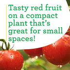 Bonnie Plants Patio Tomato, Live Plant, 19.3 oz., 4-Pack