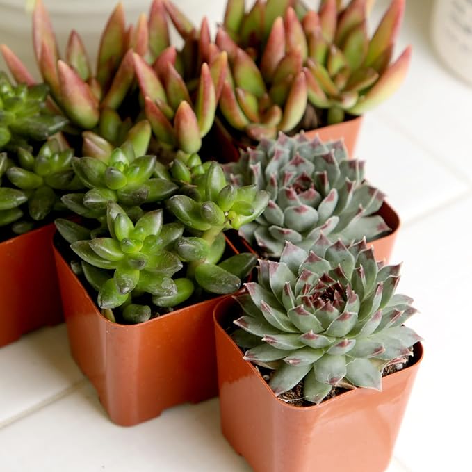 Succulents Plants Live (6PK) Potted Succulent Plants Live House Plants, Cactus Plants Live Plants Indoor Plants Live Houseplants, Indoor Plant Succulents Live Plant House Plant by Plants for Pets