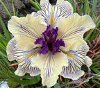 200+ Mixed Iris Flower Seeds - Rare & Beautiful Heirloom Varieties, Perennial Blooms in Stunning Colors for Garden Planting, Ideal for Full Sun and Outdoor Spaces