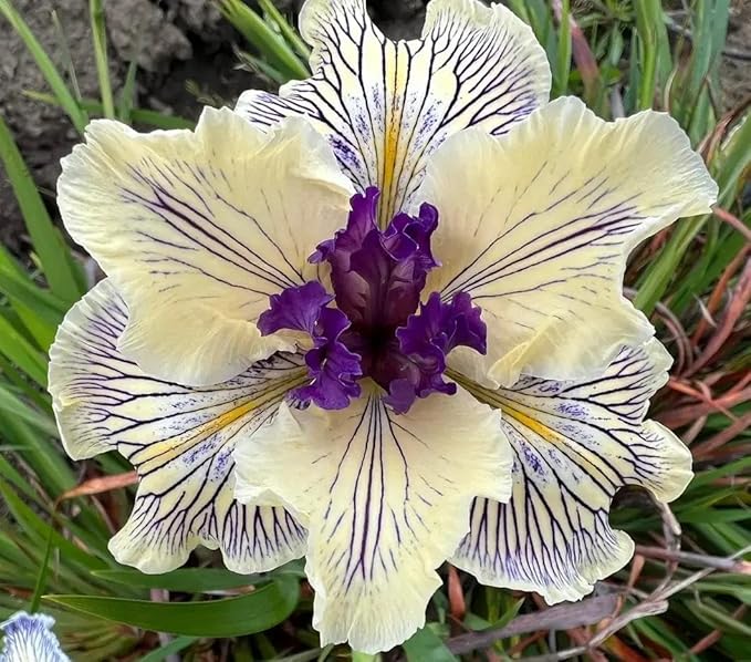 200+ Mixed Iris Flower Seeds - Rare & Beautiful Heirloom Varieties, Perennial Blooms in Stunning Colors for Garden Planting, Ideal for Full Sun and Outdoor Spaces