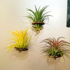 6 Pcs Air Plant Holder Magnet - Brown Small Air Plant Display Stand Air Plant Hanging Plant Wall Mount Holder Wooden for Live Tropical Plant Home Office Decoration Supplies (Plants Not Included)