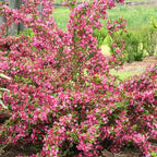 Pink Weigela Live Plant, Spring Blooming Shrub in 4” Pot, Hardy Perennial Flowering Bush for Garden Borders, Cold Hardy, Dormant in Winter