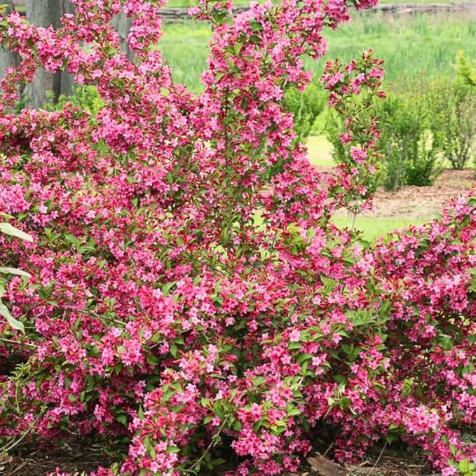 Pink Weigela Live Plant, Spring Blooming Shrub in 4” Pot, Hardy Perennial Flowering Bush for Garden Borders, Cold Hardy, Dormant in Winter