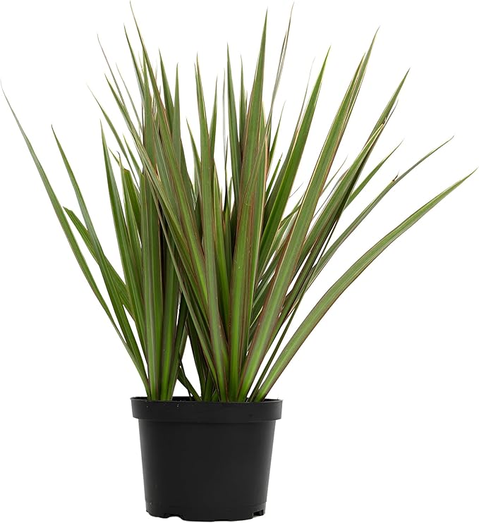 Dracaena Marginata 'Bicolor' Dragon Tree in 6" Grower Pot, Live Houseplant, Easy Plant Decor, Air Purifying Houseplants for Home or Office by Plants for Pets
