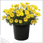 Live Flowering Osteospermum Plant - Yellow (3 Plants Per Pack) - Beautiful African Daisies - Early Spring Color - 12" Tall by 5" Wide in 1 Qt Pot