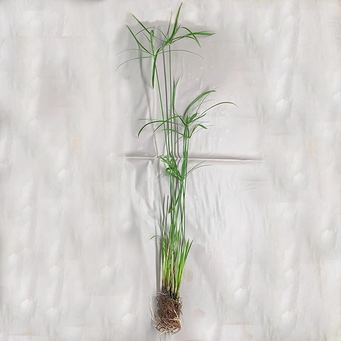 Umbrella Palm, a Great Live Pond Plant for Your Water Garden. Filters The koi and Goldfish Pond. Good for Bogs, Plant Shelf or Shallow Water This marginal Aquatic is a Real Beauty