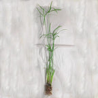 Umbrella Palm, a Great Live Pond Plant for Your Water Garden. Filters The koi and Goldfish Pond. Good for Bogs, Plant Shelf or Shallow Water This marginal Aquatic is a Real Beauty