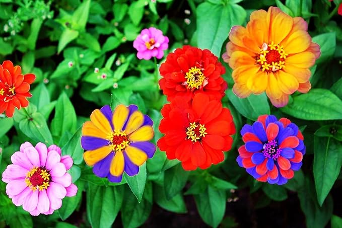 Rare Perennial 500 Pcs Mixed Red Yellow Pink Zinnia - California Giant Flower Seeds Bonsai Decoration-Non GMO Heirloom
