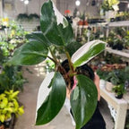 Variegated Philodendron Live Plant, Rare Indoor Houseplant Live Well Rooted 5-7 Inches, Container Growing, Home Office Decor (White Princess Philodendron)