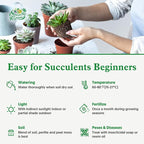 Sprout N Green Echeveria Meiya, Rare Live Succulent Plant Fully Rooted in 4" Planter with Soil, Home Office Indoor Outdoor Wedding Decoration DIY Projects Party Favor